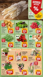 Ähnliche Angebote wie Fleischfressende Pflanzen im Prospekt "Dein Markt" auf Seite 7 von REWE in Kassel