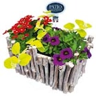 bepflanzter Korb im Angebot bei BayWa Bau- und Gartenmärkte in Nürnberg bepflanzter Korb Angebote bei BayWa Bau- und Gartenmärkte Nürnberg für 14,99 €