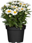 Angebot im Hagebaumarkt Gardelegen (Hansestadt) Prospekt Hagebaumarkt Gardelegen (Hansestadt) Prospekt mit im Angebot fĂŒr 4,99 âŹ