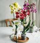 Aktuelles Orchidee Angebot bei Kaufland in Hamburg ab 8,88 €