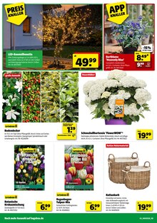 Hortensie im aktuellen Hagebaumarkt Prospekt (Karlsruhe) Hortensie im Hagebaumarkt Prospekt "ERLEBE IMMERGRÜNE GARTENMOMENTE" mit 12 Seiten (Karlsruhe)