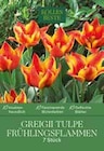 Greigii Tulpe Frühlingsflammen im Pflanzen Kölle Prospekt Greigii Tulpe Frühlingsflammen von im aktuellen Pflanzen Kölle Prospekt für 4,99 €