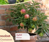 Terrassenobst Apfel Angebote bei Garten-Center Nordharz GmbH & Co. KG Goslar für 26,99 €