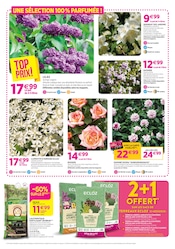 Promos Rosier dans le catalogue "Chez nous les bonnes affaires c'est toute l'année" de Delbard à la page 6