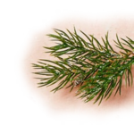 Aktuelle Äpfel Angebote bei Penny in Münster Aktuelles Apfel-Rotkohl Angebot bei Penny in Münster ab 1,29 €