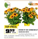 SONNENHUT Angebote von GROW BY OBI bei OBI Bocholt für 9,99 €