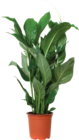 Zimmerpflanzen im Hornbach Prospekt Schmetterlingsorchidee von FloraSelf im aktuellen Hornbach Prospekt für 5,99 €