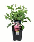 Aktuelle Zimmerpflanzen Angebote bei Lidl in Duisburg Aktuelles Rispenhortensien Angebot bei Lidl in Duisburg ab 3,99 €