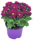 PLANTE FLEURIE en promo chez Truffaut Bois-Colombes à 2,33 €