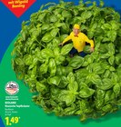 Aktuelle Kräuter Angebote bei Lidl in Stuttgart Aktuelles Basilikum Angebot bei Lidl in Stuttgart ab 1,49 €