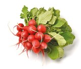 Radieschen für 0,59 € bei Netto mit dem Scottie im Angebot Radieschen im aktuellen Netto mit dem Scottie Prospekt