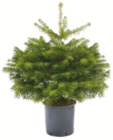 Getopfte Weihnachtsbäume Nordmanntanne bei toom Baumarkt im Minderleinsmühle Prospekt für 21,99 €