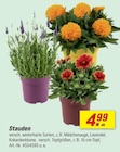 Stauden im toom Baumarkt Prospekt Stauden von im aktuellen toom Baumarkt Prospekt für 4,99 €