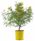 Mimosa - Botanic Mimosa à 19,99 € dans le catalogue Botanic