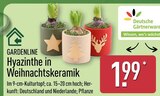 Hyazinthe in Weihnachtskeramik im ALDI Nord Prospekt Hyazinthe in Weihnachtskeramik von Gardenline im aktuellen ALDI Nord Prospekt für 1,99 €