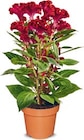 Aktuelle Zimmerpflanzen Angebote bei Netto Marken-Discount in Duisburg Aktuelles Celosia Hahnenkamm Angebot bei Netto Marken-Discount in Duisburg ab 2,99 €
