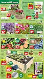 Veilchen Angebote im Prospekt "Top Angebote" von Thomas Philipps auf Seite 2