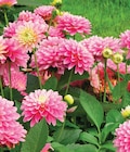 Dahlia pot 19 cm à 9,99 € dans le catalogue Intermarché Hyper