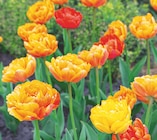 TULIPE "PIVOINE'' ECLOZ - ECLOZ - Delbard TULIPE "PIVOINE'' ECLOZ - ECLOZ à 3,99 € dans le catalogue Delbard