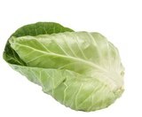 Spitzkohl im Angebot bei EDEKA in Lingen Spitzkohl Angebote bei EDEKA Lingen für 1,11 €