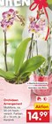 Aktuelles Orchideen Arrangement Angebot bei Netto Marken-Discount in Hannover ab 14,99 €