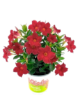 Dipladenia im aktuellen Thomas Philipps Prospekt