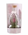 Tillandsia en vase en promo chez Lidl Lille à 19,99 €