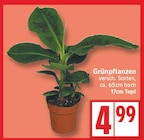 Grünpflanzen im Angebot bei EDEKA in Potsdam Grünpflanzen Angebote bei EDEKA Potsdam für 4,99 €