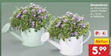 Glockenblume im Angebot bei Netto Marken-Discount in Leinfelden-Echterdingen Glockenblume Angebote bei Netto Marken-Discount Leinfelden-Echterdingen für 5,99 €