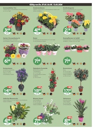 Gartenpflanzen im V-Markt Prospekt "V-Markt einfach besser einkaufen" auf Seite 15