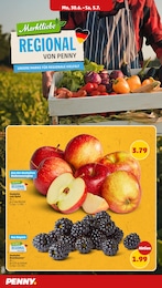 Penny Brombeeren im Prospekt Penny Brombeeren im Prospekt