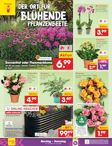 Blumen im aktuellen Netto Marken-Discount Prospekt (Osnabrück) Blumen im Netto Marken-Discount Prospekt "Aktuelle Angebote" mit 64 Seiten (Osnabrück)