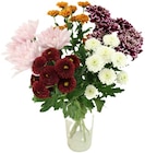 Chrysanthemen Santini Festival im Penny Prospekt Chrysanthemen Santini Festival im aktuellen Penny Prospekt für 2,99 €