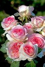 Promo Rosier buisson à grandes fleurs ou fleurs groupées à 19,99 € dans le catalogue Gamm vert à Louvres