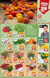 Blumen im REWE Prospekt in Kassel Aktueller REWE Prospekt mit Blumen, "Dein Markt", Seite 7