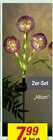 Solar-Blumen Allium im Angebot bei toom Baumarkt in Frankenthal Solar-Blumen Allium Angebote bei toom Baumarkt Frankenthal für 9,99 €