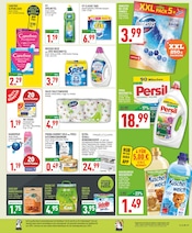 Persil im Marktkauf Prospekt in Detmold Aktueller Marktkauf Prospekt mit Persil, "Aktuelle Angebote", Seite 17