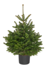 Hagebaumarkt Belm - Weihnachtsbäume getopft Angebot im Prospekt Weihnachtsbäume getopft bei Hagebaumarkt im Belm Prospekt für 12,99 €