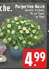 EDEKA Montabaur Prospekt mit  im Angebot für 4,99 €