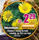 Aktuelle Blumen Angebote bei Hornbach in Bottrop Aktuelles Dukatenblume Angebot bei Hornbach in Bottrop ab 2,29 €