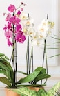 ORCHIDÉE 3 TIGES en promo chez Super U Besançon à 9,99 €