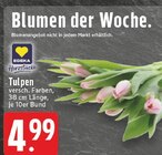 Tulpen Angebote von EDEKA Herzstücke bei EDEKA Hürth für 4,99 €