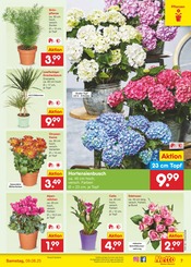 Ähnliche Angebote wie Tulpen im Prospekt "Aktuelle Angebote" auf Seite 9 von Netto Marken-Discount in Rastatt
