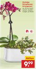 Orchidee Grünpflanzen Arrangement Angebote bei Netto Marken-Discount Rostock für 9,99 €