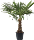 Hanfpalme (Trachycarpus fortunei) Angebote bei Globus-Baumarkt Göttingen für 129,99 €