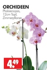 Phalaenopsis im Angebot bei Wreesmann in Cottbus Phalaenopsis Angebote bei Wreesmann Cottbus für 4,49 €