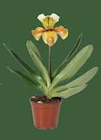 Orchidee Frauenschuh "Paphiopedilum" im aktuellen EDEKA Prospekt für 7,99 €