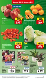 Mandarinen Angebote im Prospekt "LIDL LOHNT SICH" von Lidl auf Seite 3