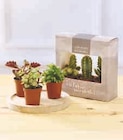 TRIO CACTUS OU SUCCULENTES - U Express à Reims TRIO CACTUS OU SUCCULENTES en promo chez U Express Reims à 4,99 €