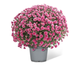 Chrysanthemenbusch Angebote bei Penny-Markt Filderstadt für 3,99 €